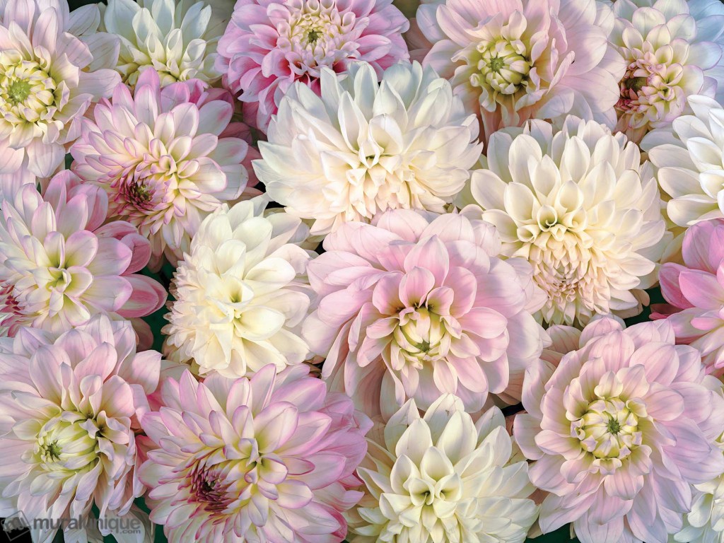 1713_Dahlia Flowers-1024x768_0