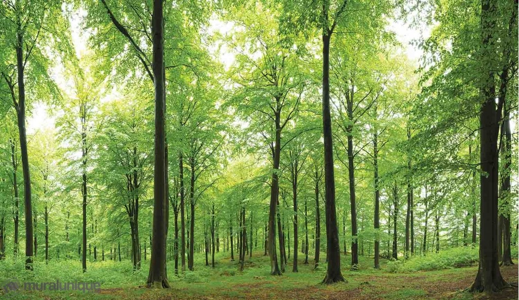 1714_Sunlight in a Beech Forest-1024x592_0