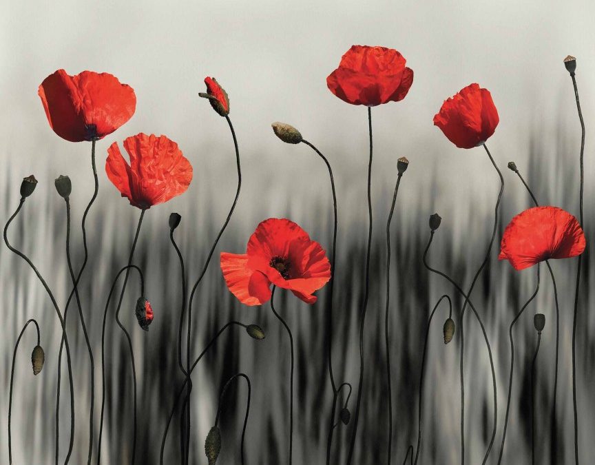 Toile de Coquelicots